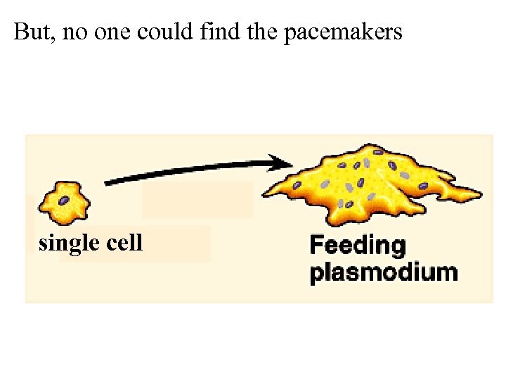 But, no one could find the pacemakers single cell 