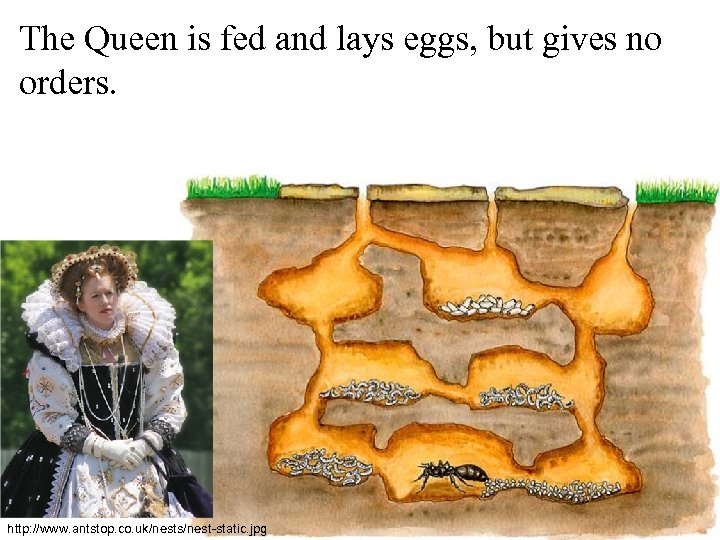 The Queen is fed and lays eggs, but gives no orders. http: //www. antstop.