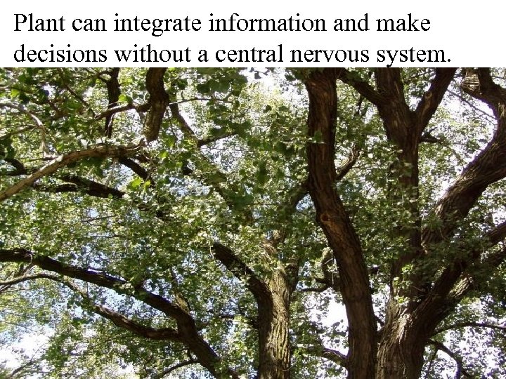 Plant can integrate information and make decisions without a central nervous system. 