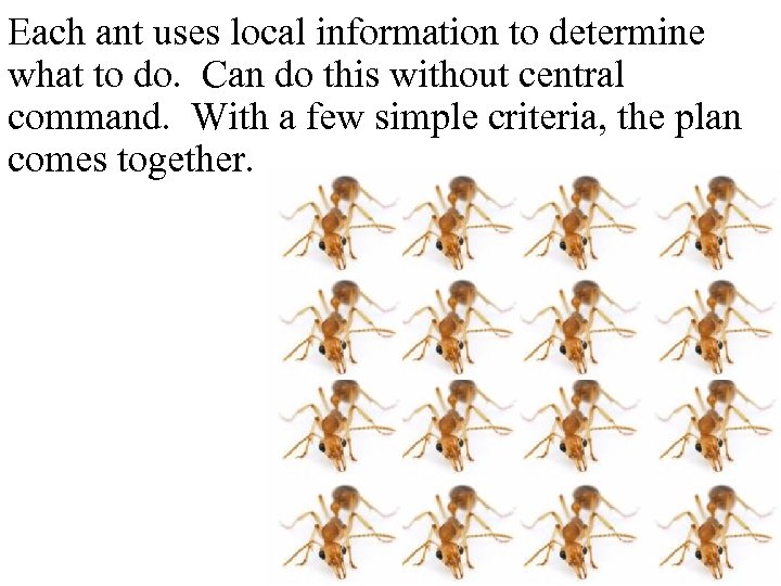 Each ant uses local information to determine what to do. Can do this without