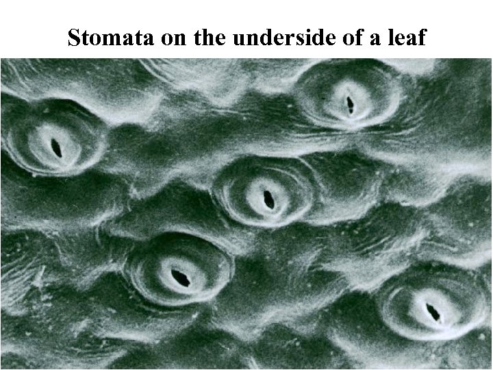 Stomata on the underside of a leaf 