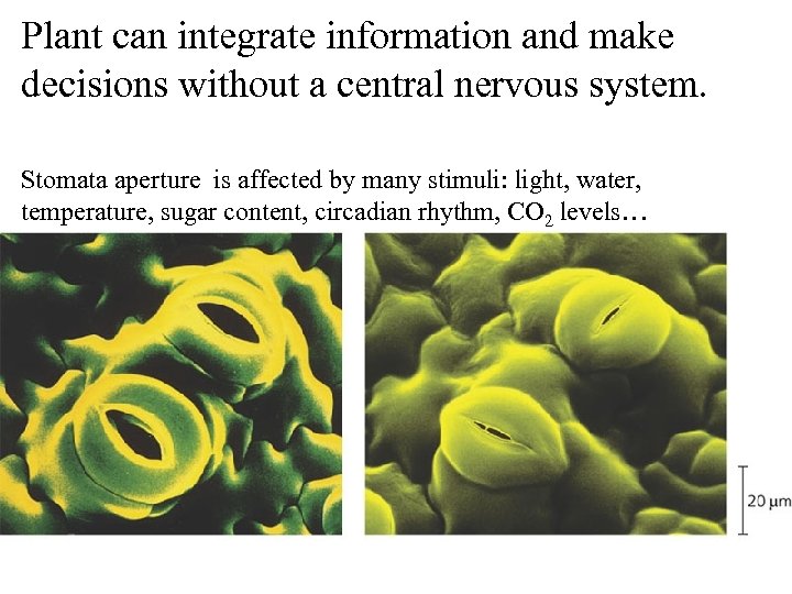 Plant can integrate information and make decisions without a central nervous system. Stomata aperture