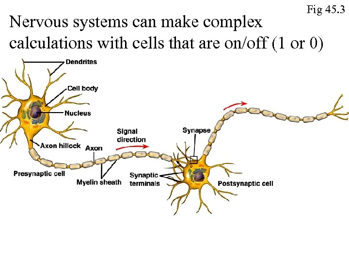 Fig 45. 3 Nervous systems can make complex calculations with cells that are on/off