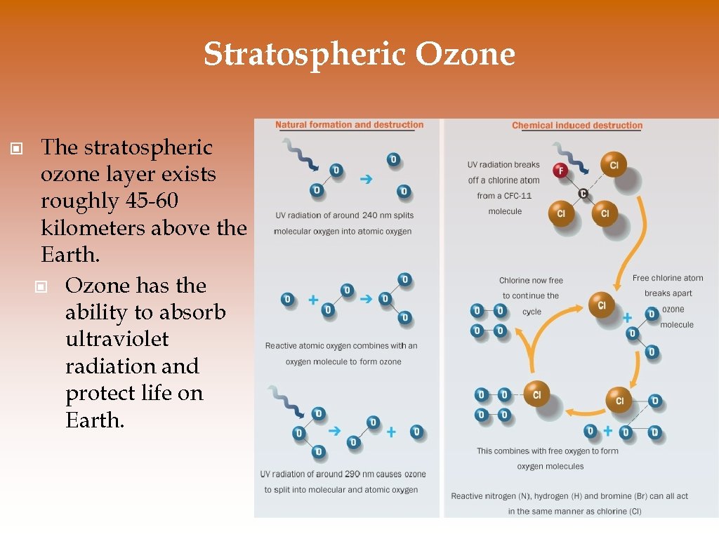 Stratospheric Ozone © The stratospheric ozone layer exists roughly 45 -60 kilometers above the