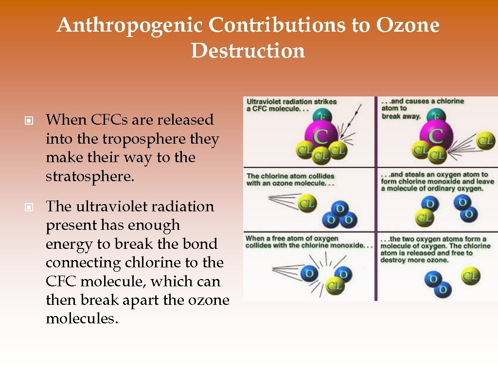 Anthropogenic Contributions to Ozone Destruction © When CFCs are released into the troposphere they