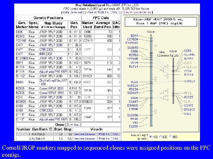 Cornell/JRGP markers mapped to sequenced clones were assigned positions on the FPC contigs. 