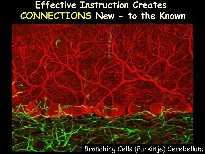 Effective Instruction Creates CONNECTIONS New - to the Known Branching Cells (Purkinje) Cerebellum 