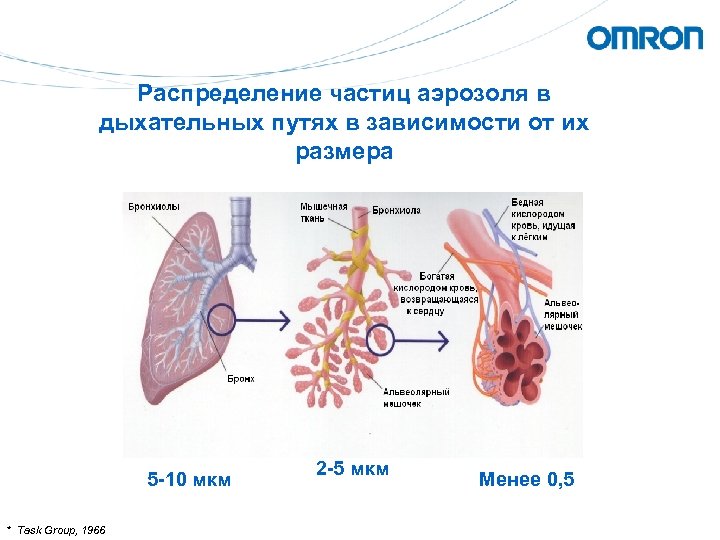 Распределение частиц аэрозоля в дыхательных путях в зависимости от их размера 5 -10 мкм