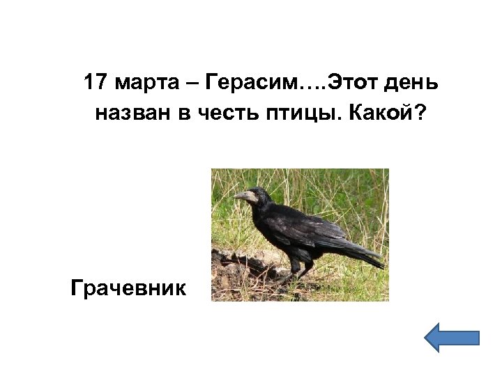 17 марта – Герасим…. Этот день назван в честь птицы. Какой? Грачевник 