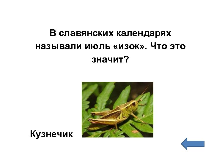 В славянских календарях называли июль «изок» . Что это значит? Кузнечик 