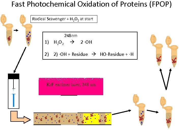 Fast Photochemical Oxidation of Proteins (FPOP) Radical Scavenger + H 2 O 2 at