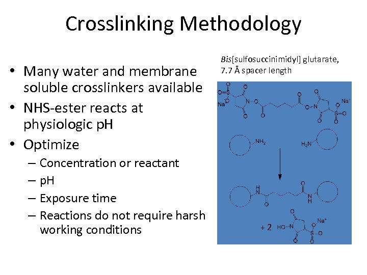 Crosslinking Methodology • Many water and membrane soluble crosslinkers available • NHS-ester reacts at
