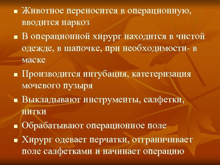 n n n Животное переносится в операционную, вводится наркоз В операционной хирург находится в