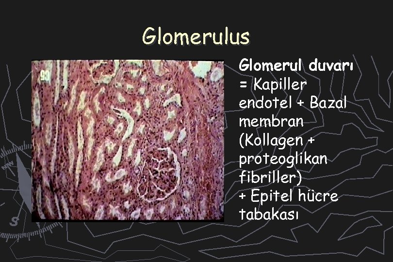 Bobreklerin Gorevleri Su Ve Elektrolit Dengesinin Duzenlenmesi