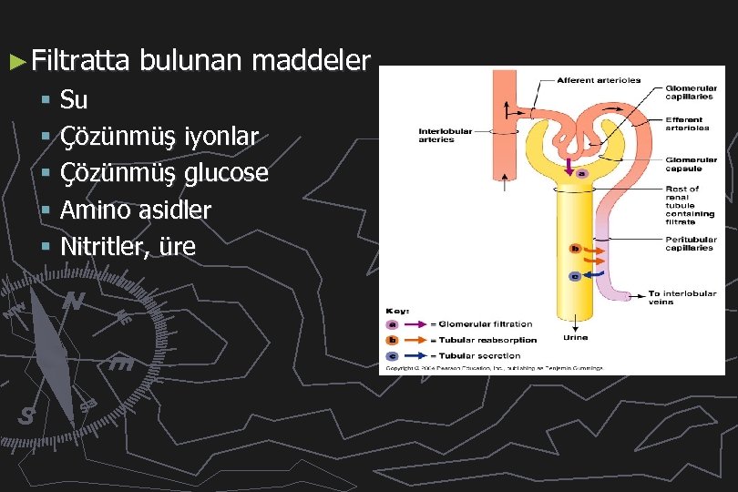 ► Filtratta bulunan maddeler § Su § Çözünmüş iyonlar § Çözünmüş glucose § Amino