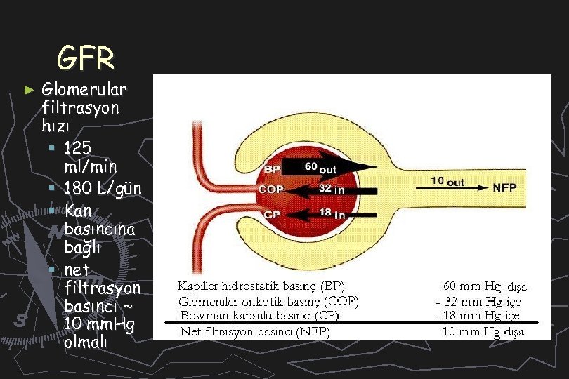 GFR ► Glomerular filtrasyon hızı § 125 ml/min § 180 L/gün § Kan basıncına