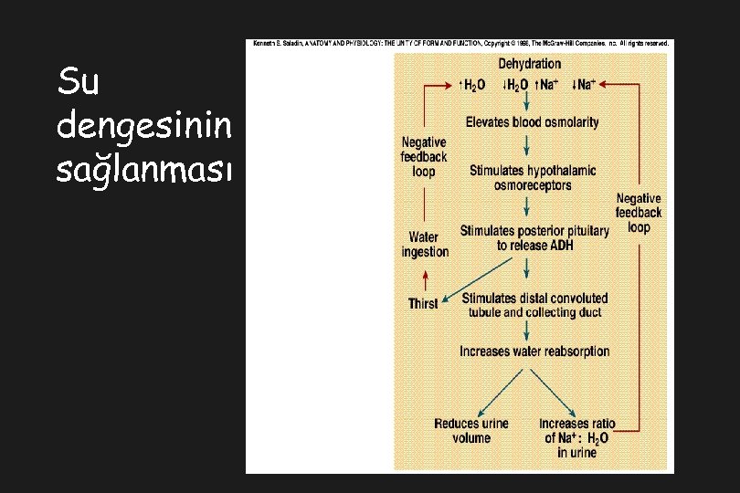 Su dengesinin sağlanması 