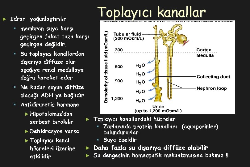 ► Toplayıcı kanallar Idrar yoğunlaştırılır § membran suya karşı geçirgen fakat tuza karşı geçirgen