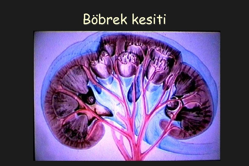 Böbrek kesiti 