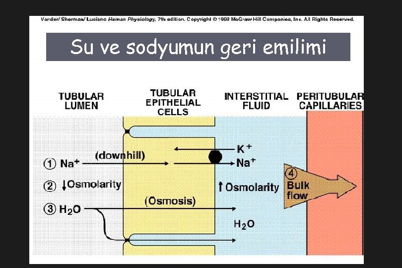 Su ve sodyumun geri emilimi 