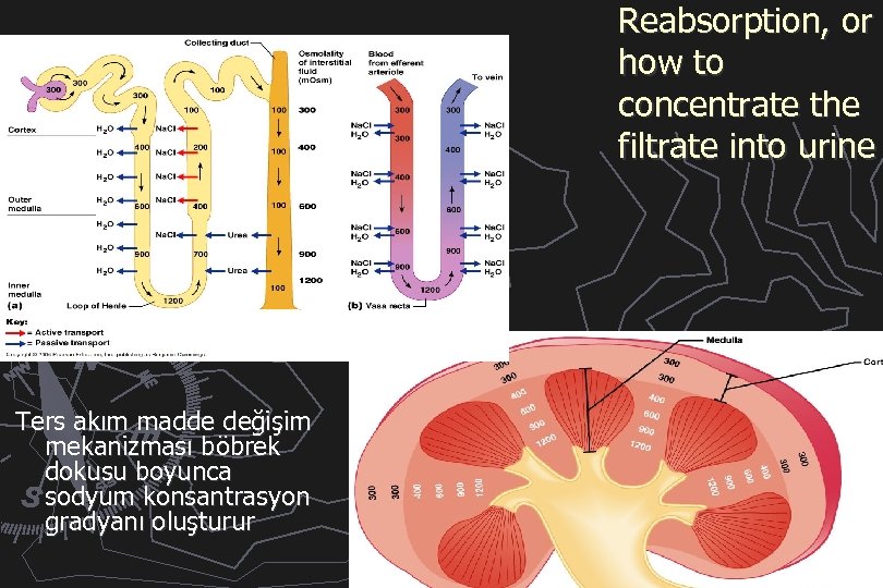 Reabsorption, or how to concentrate the filtrate into urine Ters akım madde değişim mekanizması