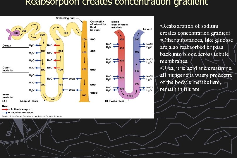 Reabsorption creates concentration gradient • Reabsorption of sodium creates concentration gradient • Other substances,