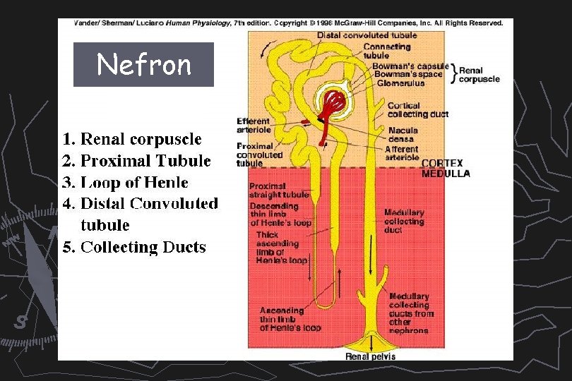 Nefron 