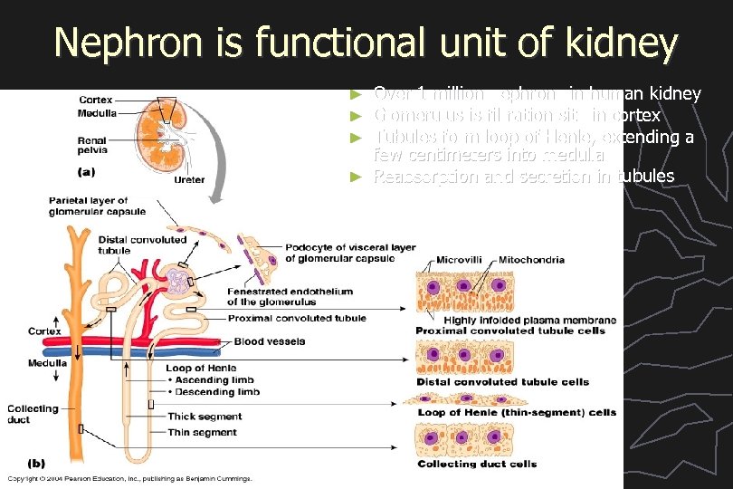 Nephron is functional unit of kidney Over 1 million nephrons in human kidney Glomerulus