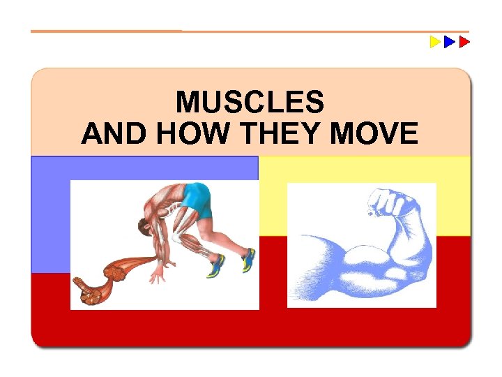 MUSCLES AND HOW THEY MOVE 