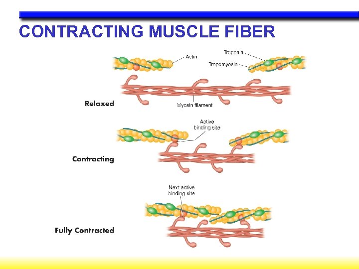 CONTRACTING MUSCLE FIBER 