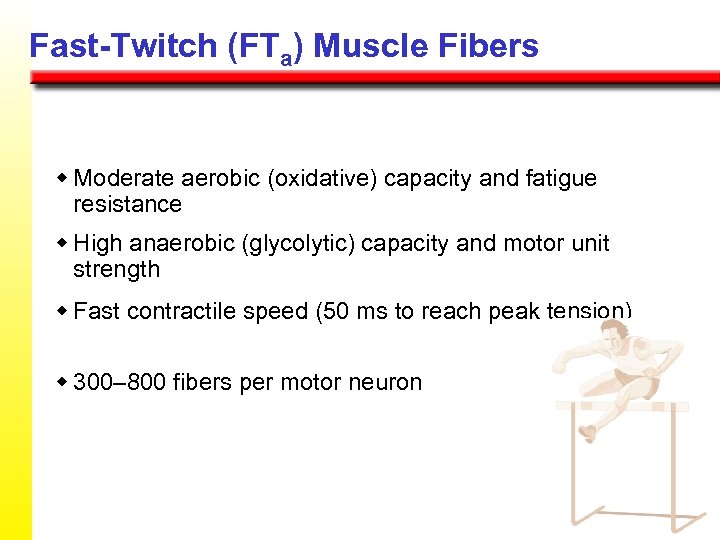 Fast-Twitch (FTa) Muscle Fibers w Moderate aerobic (oxidative) capacity and fatigue resistance w High