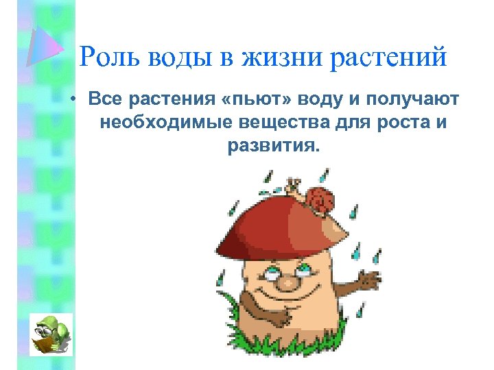 Роль воды в жизни растений • Все растения «пьют» воду и получают необходимые вещества