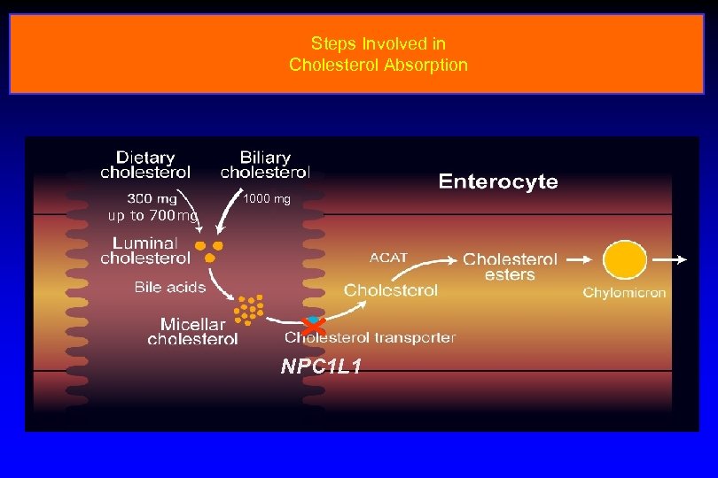 Steps Involved in Cholesterol Absorption 1000 mg up to 700 mg NPC 1 L