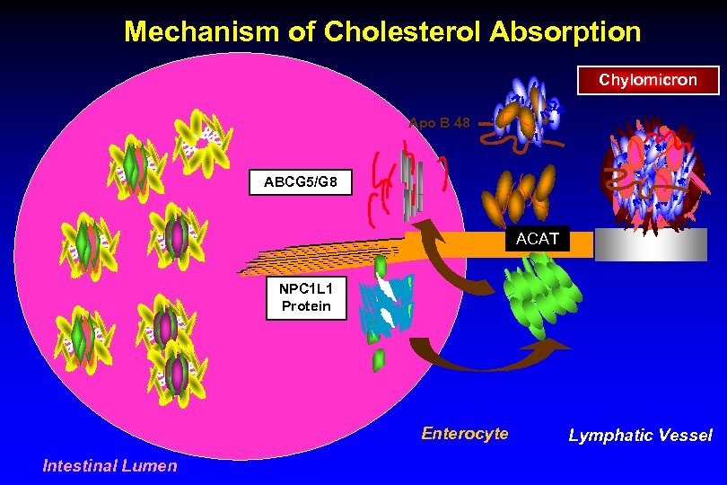 Mechanism of Cholesterol Absorption Chylomicron Apo B 48 ABCG 5/G 8 ACAT NPC 1