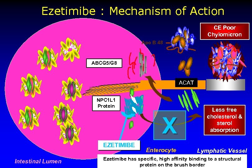 Ezetimibe : Mechanism of Action CE Poor Chylomicron Apo B 48 ABCG 5/G 8