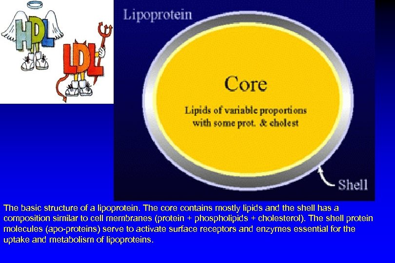 The basic structure of a lipoprotein. The core contains mostly lipids and the shell
