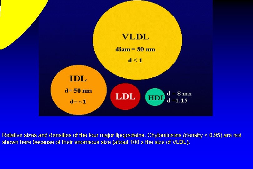 Relative sizes and densities of the four major lipoproteins. Chylomicrons (density < 0. 95)