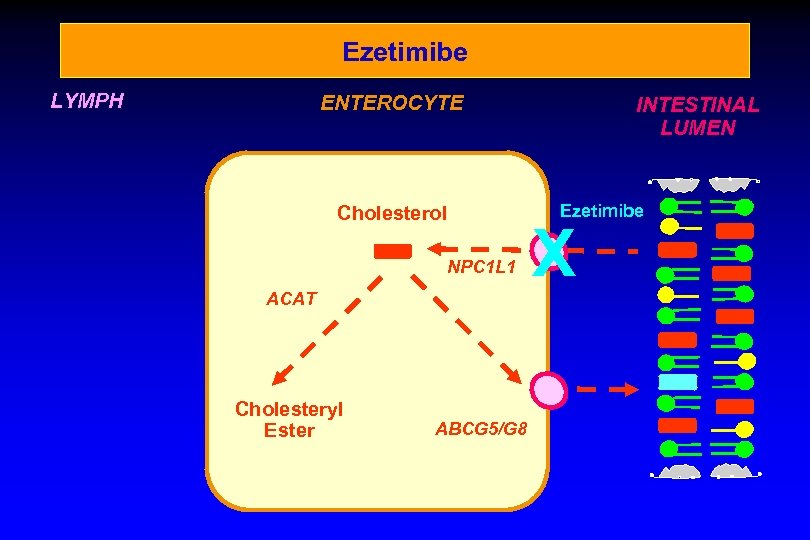 Ezetimibe LYMPH ENTEROCYTE Cholesterol NPC 1 L 1 ACAT Cholesteryl Ester ABCG 5/G 8