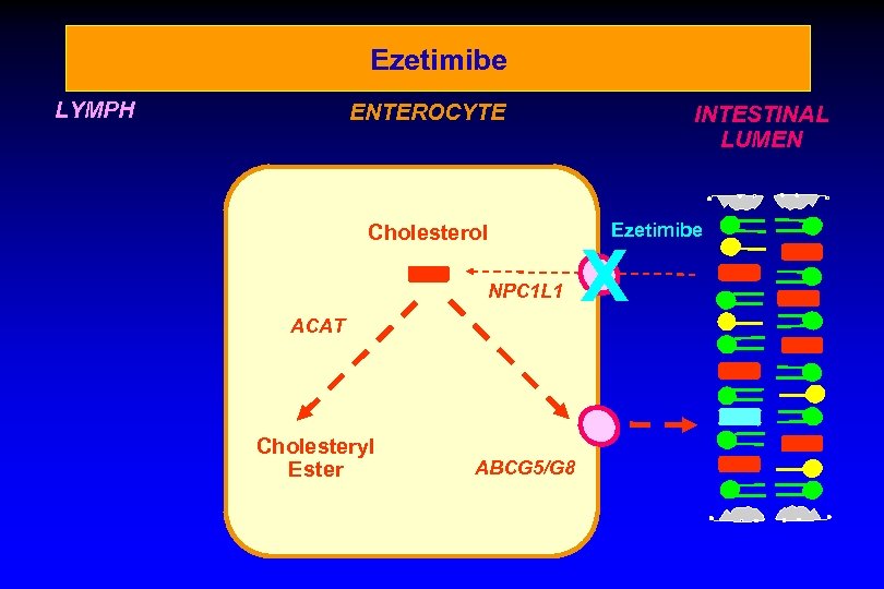 Ezetimibe LYMPH ENTEROCYTE Cholesterol NPC 1 L 1 ACAT Cholesteryl Ester ABCG 5/G 8