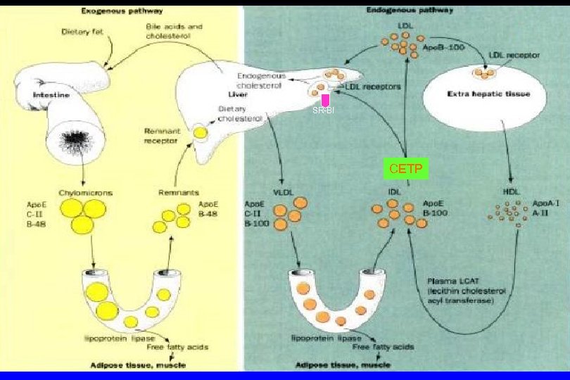 Cholesterol Metabolism: Uptake SR-BI CETP 
