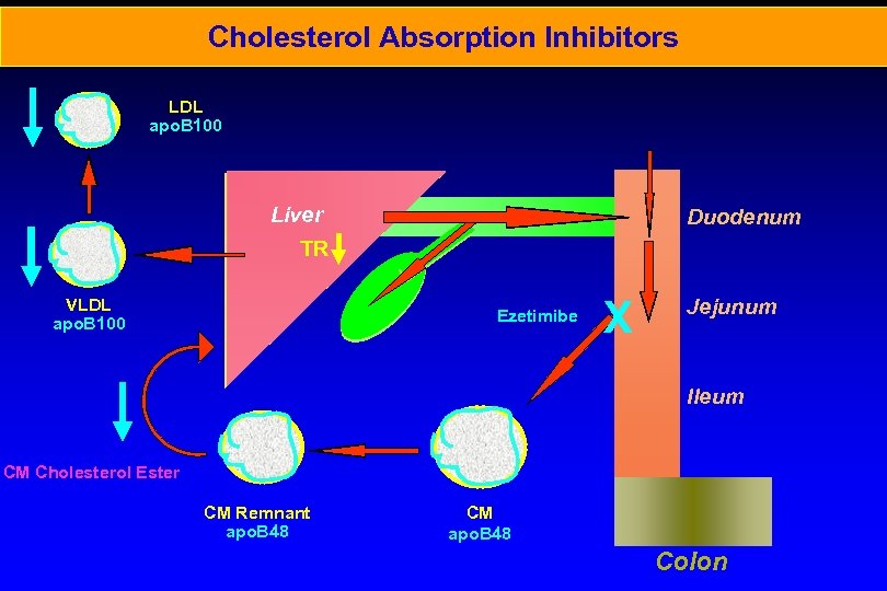 Cholesterol Absorption Inhibitors LDL apo. B 100 Liver Duodenum TR VLDL apo. B 100
