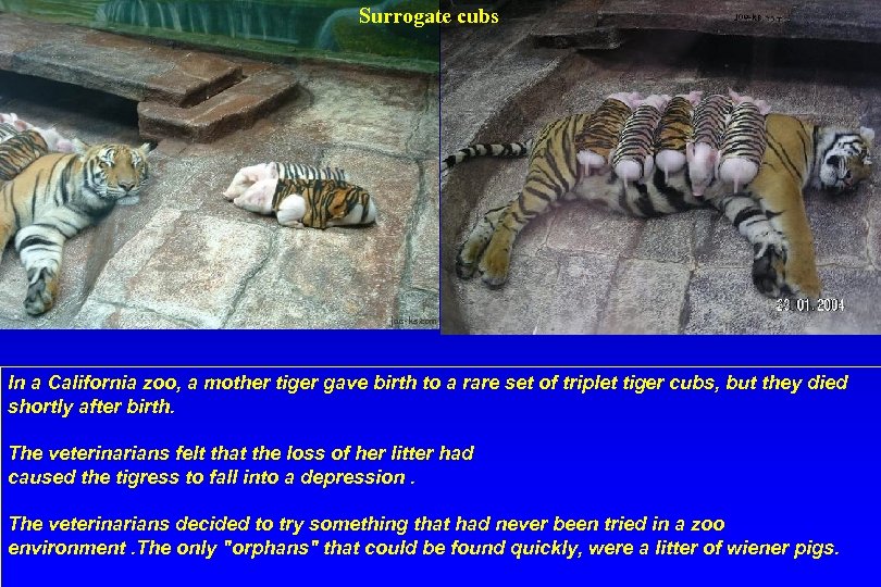 Surrogate cubs In a California zoo, a mother tiger gave birth to a rare