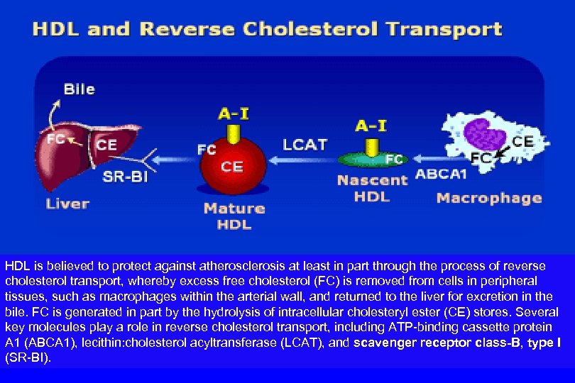 HDL is believed to protect against atherosclerosis at least in part through the process
