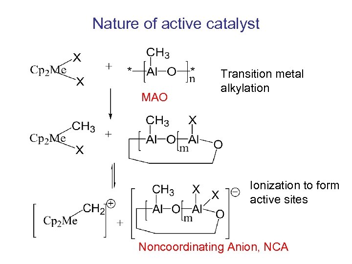 Nature of active catalyst MAO Transition metal alkylation Ionization to form active sites Noncoordinating