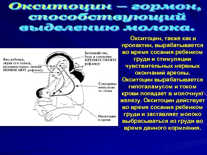 Окситоцин, также как и пролактин, вырабатывается во время сосания ребенком груди и стимуляции чувствительных