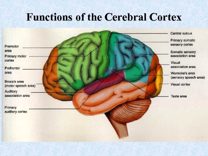 Functions of the Cerebral Cortex 