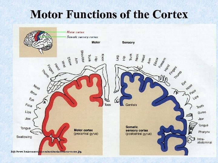 Motor Functions of the Cortex http: //www. brainconnection. com/medart/l/motor-cortex. jpg 