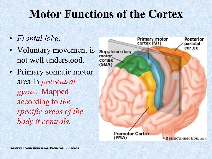 Motor Functions of the Cortex • Frontal lobe. • Voluntary movement is not well