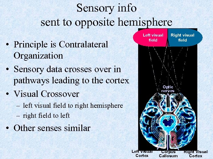 Sensory info sent to opposite hemisphere • Principle is Contralateral Organization • Sensory data