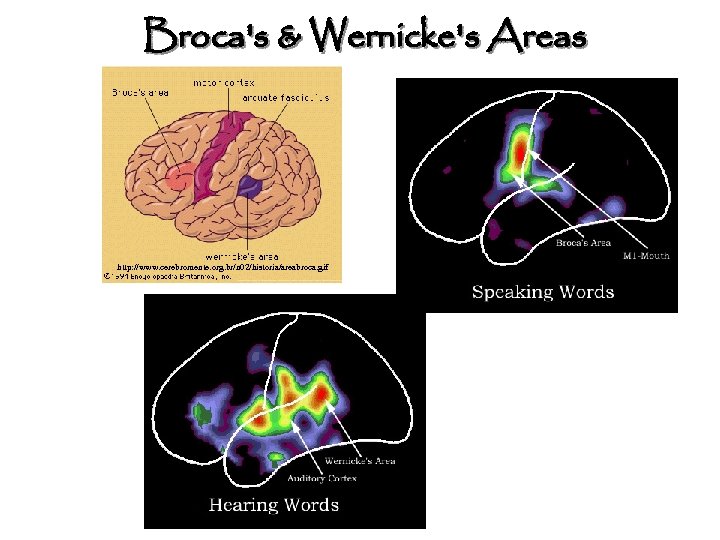 Broca's & Wernicke's Areas http: //www. cerebromente. org. br/n 02/historia/areabroca. gif http: //www. molbio.